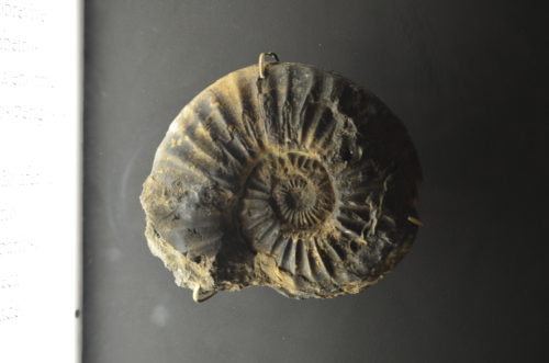 ammonite_por